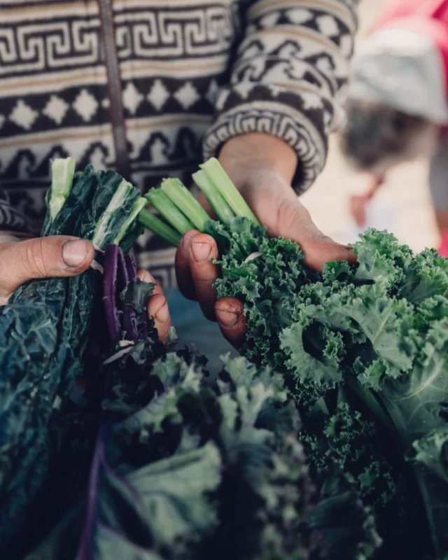 Find fresh kale at your nearest winter + year-round farmers market! 🥗⁠
⁠
💪🌿 Kale is packed with vitamins, minerals, and antioxidants. Add this nutritious leafy green to salads, soups, or smoothies, or enjoy it sautéed as a warm side this cool season.⁠
⁠
🔗 Click the link in our bio to learn more about what else is in season in your region or find your nearest farmers market. 💚⁠
⁠
❄️Kale is currently not in season for Northern BC and the Kootenays⁠